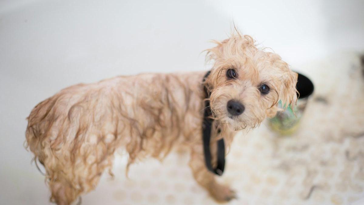 El error común al bañar a tu perro que podría dañar su salud