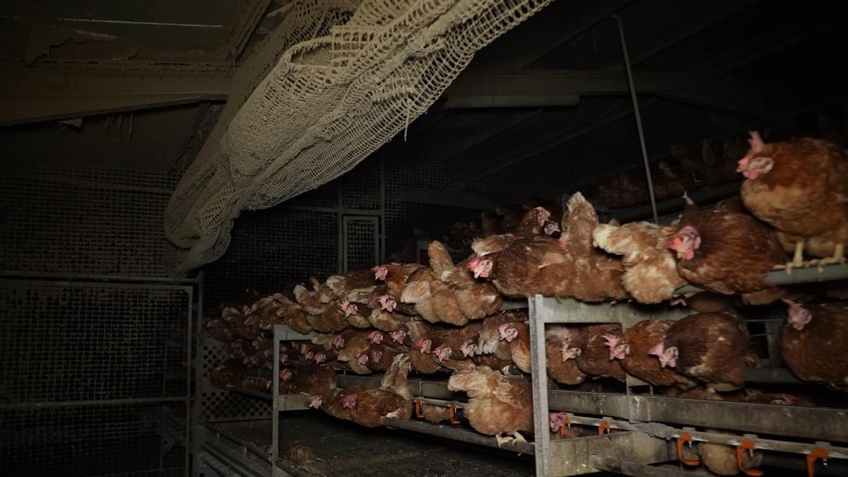 Denuncian a una granja de Mallorca: gallinas vivas conviven con decenas de cadáveres, ratas y suciedad extrema