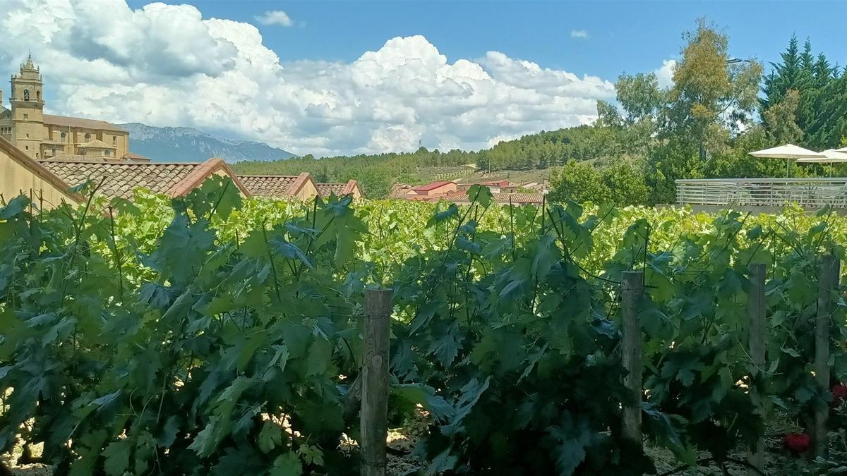 Viñedos en la Rioja Alavesa.