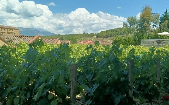 Viñedos en la Rioja Alavesa.