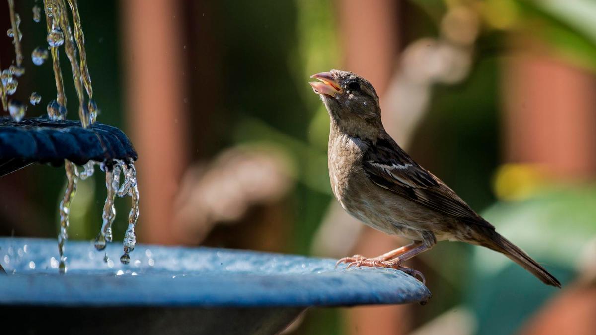 Un pajarillo sacia su sed en la fuente de un jardín.