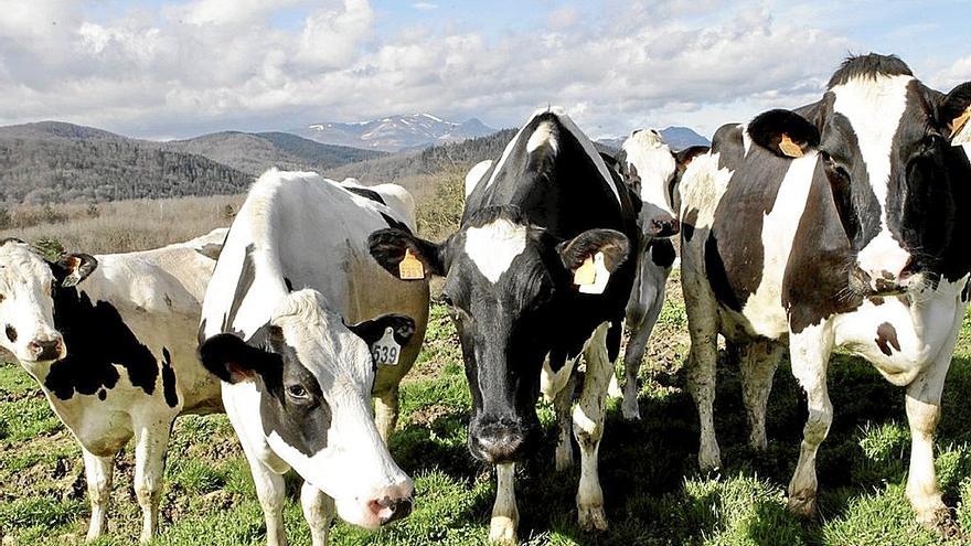 Vacas de la ganadería Behialde pastan en un prado de Aramaio.