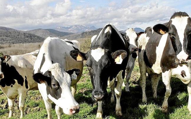 Vacas de la ganadería Behialde pastan en un prado de Aramaio.