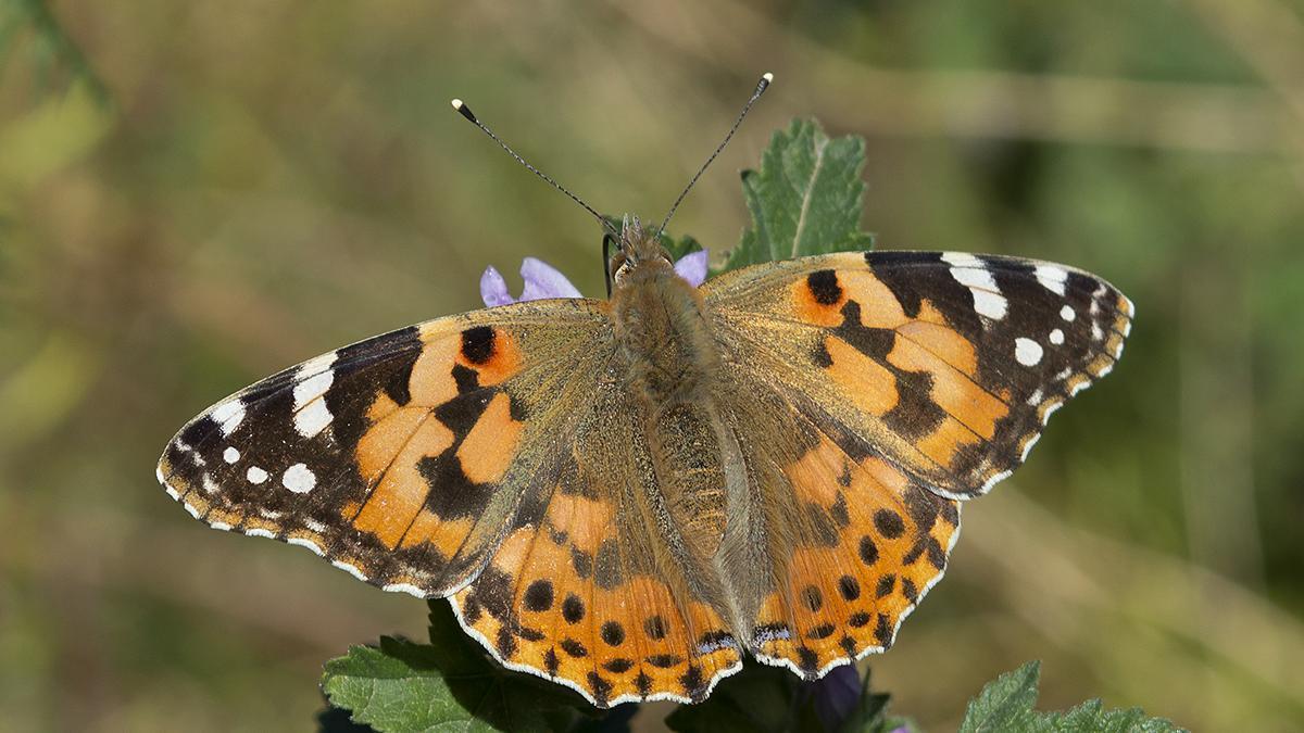 Mariposa diurna captada en el parque natural de Aizkorri-Aratz.
