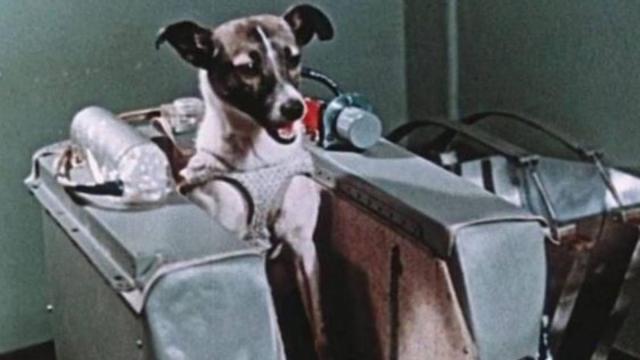 Laika, la perrita rusa que se convirtió en el primer mamífero en abandonar el planeta.