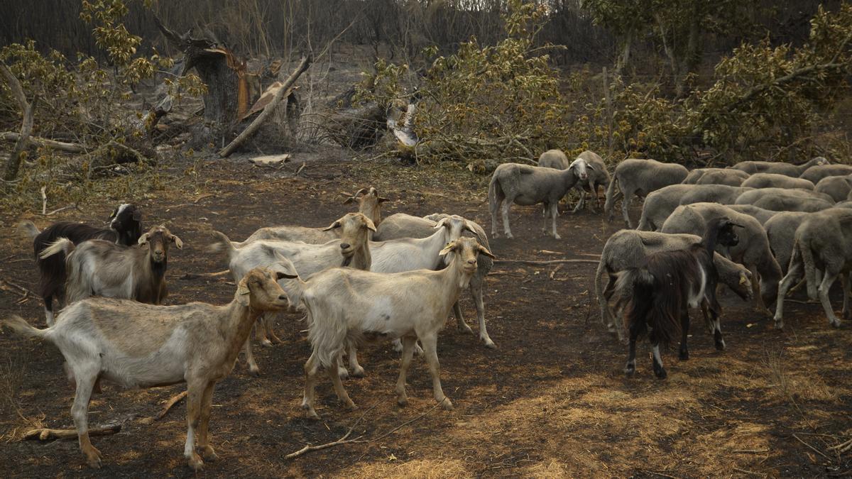 Ovejas supervivientes del fuego en A Caridade, en Ourense