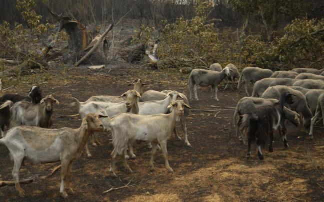 Ovejas supervivientes del fuego en A Caridade, en Ourense