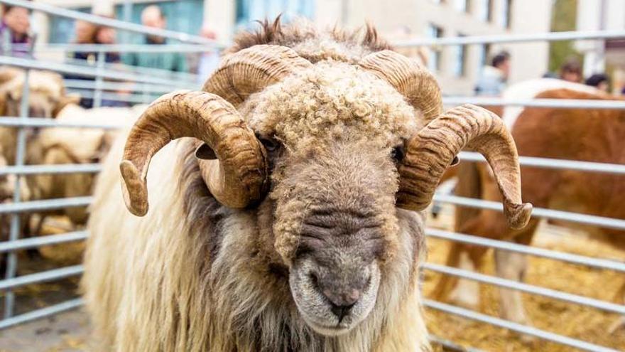 Carnero en la feria de Urkabustaiz
