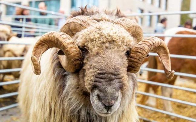 Carnero en la feria de Urkabustaiz
