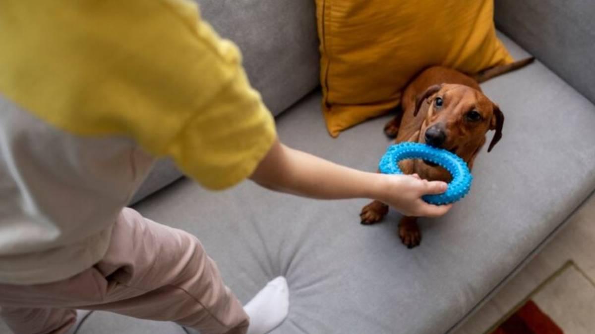 Los perros, por naturaleza, son animales activos y juguetones, especialmente en su juventud.