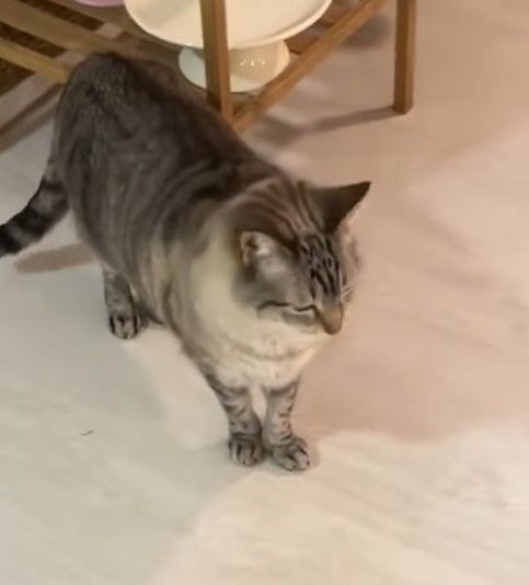 Luna es un gato atigrado que a veces también protagoniza algún que otro vídeo.