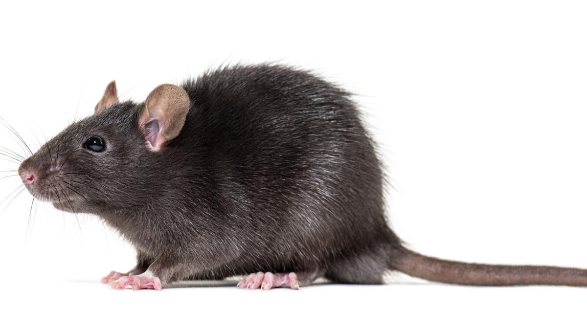 El hantavirus está provocado por un virus que transmiten roedores infectados.