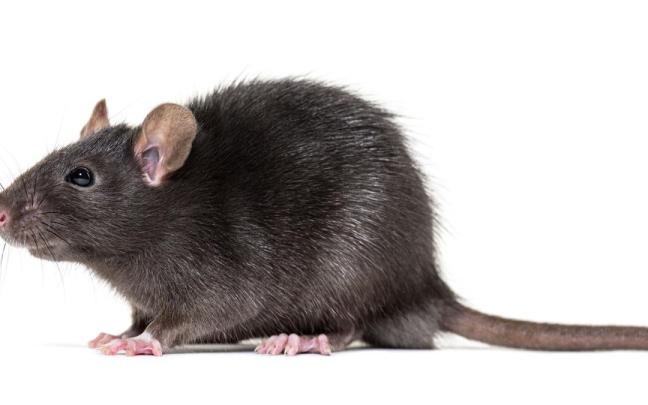 El hantavirus está provocado por un virus que transmiten roedores infectados.