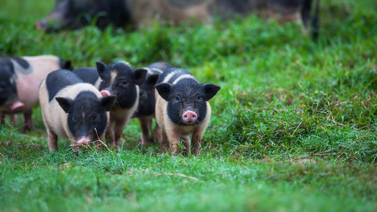 Cerdos vietnamitas, en una imagen de recurso.
