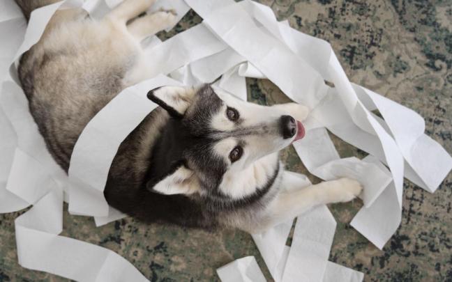 La ansiedad de los perros puede manifestarse en un comportamiento destructivo.