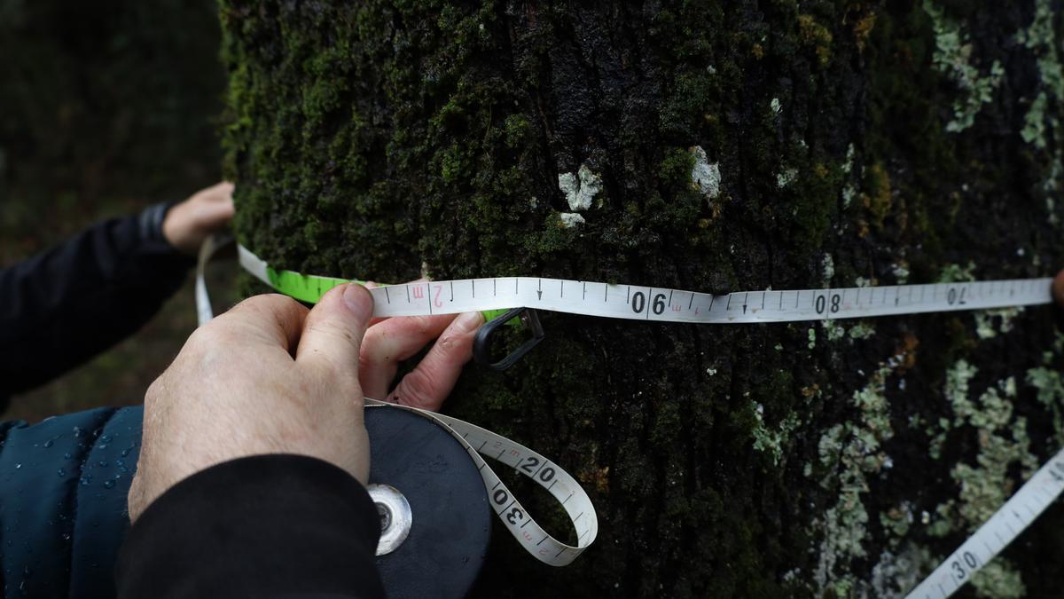 El perímetro del tronco de la encina de Eleizondo alcanza ya los 195 cm