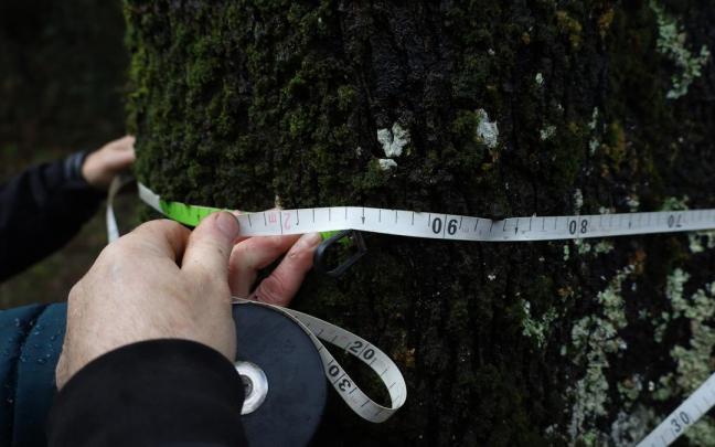 El perímetro del tronco de la encina de Eleizondo alcanza ya los 195 cm