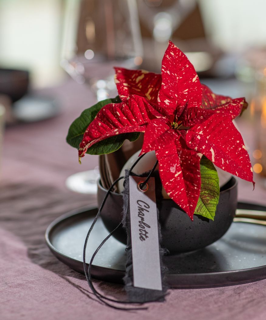 La flor de Pascua o poinsettia, con una etiqueta para que los comensales se la lleven de regalo.