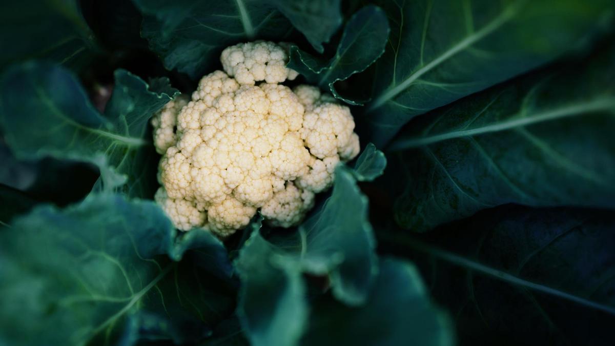Una coliflor a punto de ser recogida del campo.