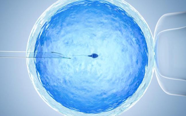 Espermatozoide introducido en un óvulo mediante reproducción asistida.