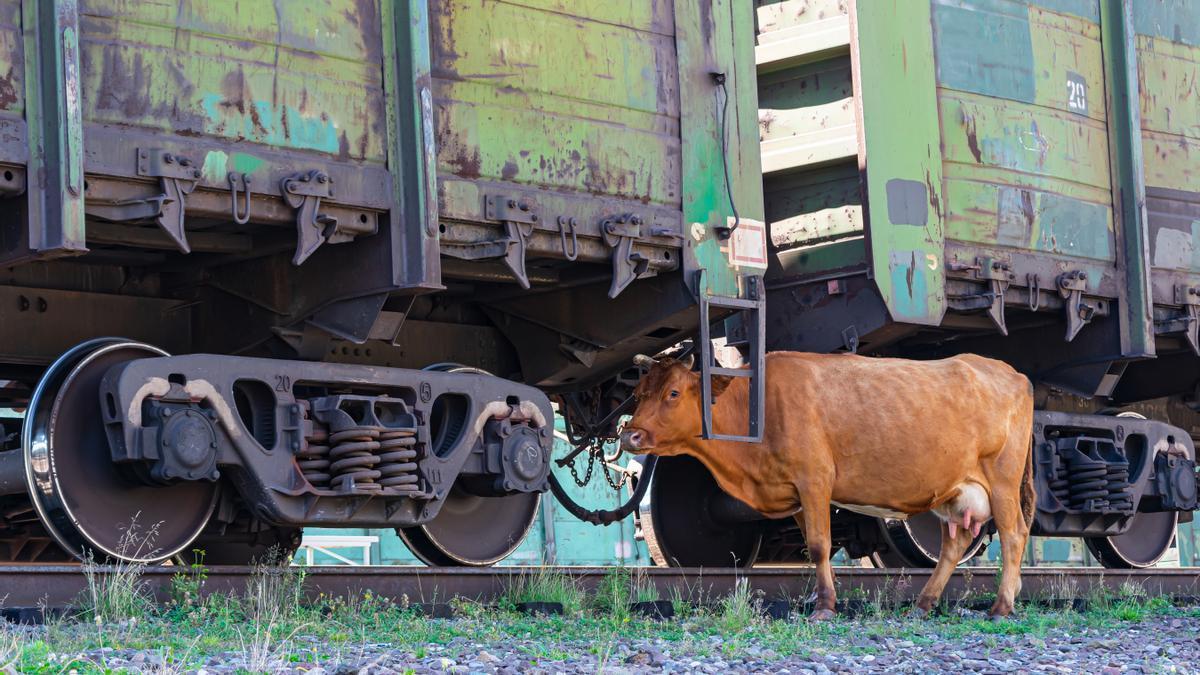 Una vaca, que por suerte no tiene nada que ver con esta historia, entre los vagones de un tren.