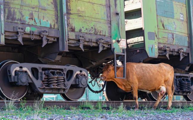 Una vaca, que por suerte no tiene nada que ver con esta historia, entre los vagones de un tren.