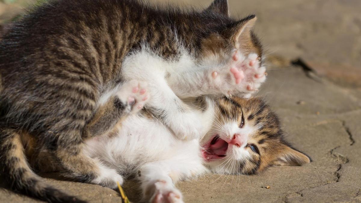 Dos gatos jóvenes que conviven en una misma casa mantendrán una relación de mutua confianza y familiaridad.