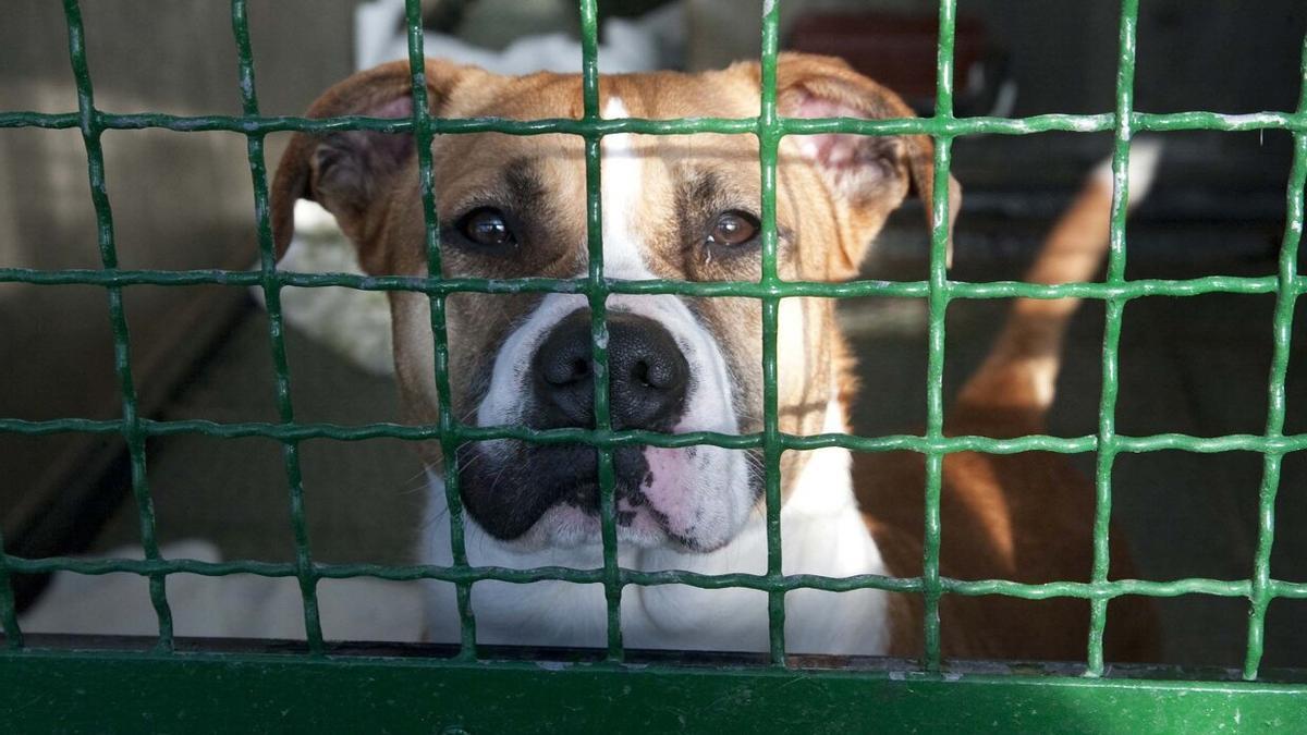 Perro en la perrera municipal de Armentia. / JOSU CHAVARRI