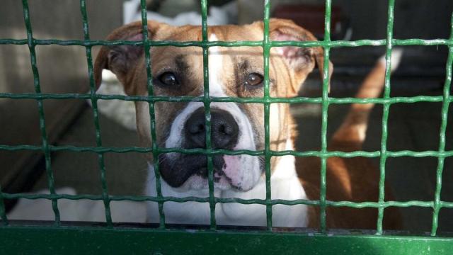 Perro en la perrera municipal de Armentia. / JOSU CHAVARRI
