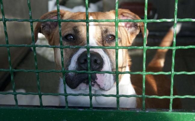 Perro en la perrera municipal de Armentia. / JOSU CHAVARRI