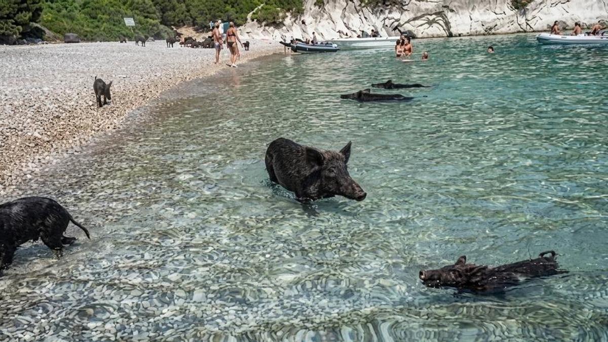 Atokos, la isla de Grecia que ha saltado a la fama por sus cerdos nadadores