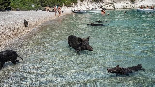 Atokos, la isla de Grecia que ha saltado a la fama por sus cerdos nadadores
