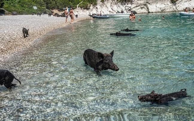 Atokos, la isla de Grecia que ha saltado a la fama por sus cerdos nadadores