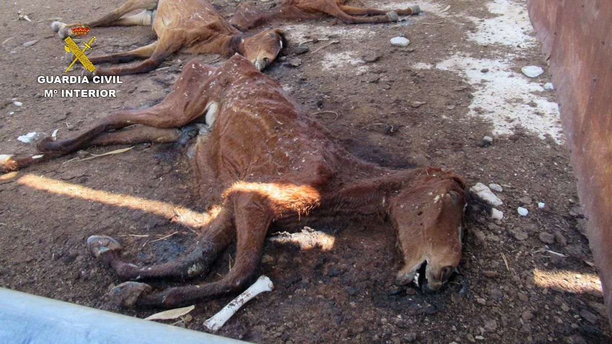 Investigado por maltrato animal al tener 31 caballos muertos en su granja en Murcia.