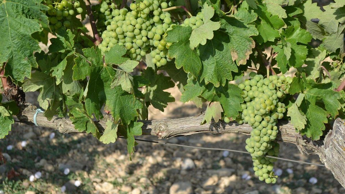 Racimos de uvas en un viñedo de Rioja Alavesa