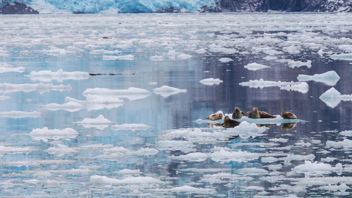 Un grupo de leones marinos en el Ártico.
