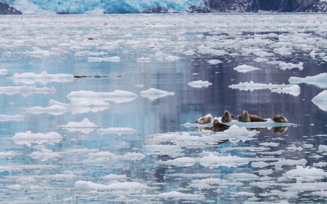 Un grupo de leones marinos en el Ártico.