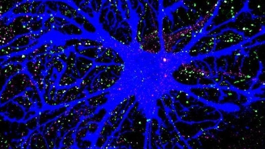 Las células cerebrales en forma de estrella orquestan las conexiones neuronales.