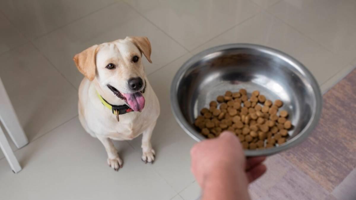 Hombre sirviendo comida en un cuenco a su perro