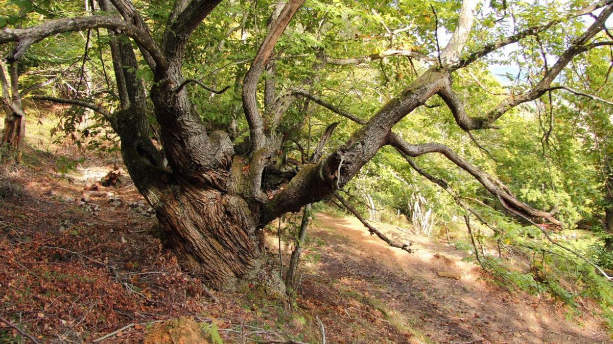 Castañar de Apellániz