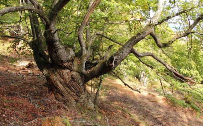 Castañar de Apellániz