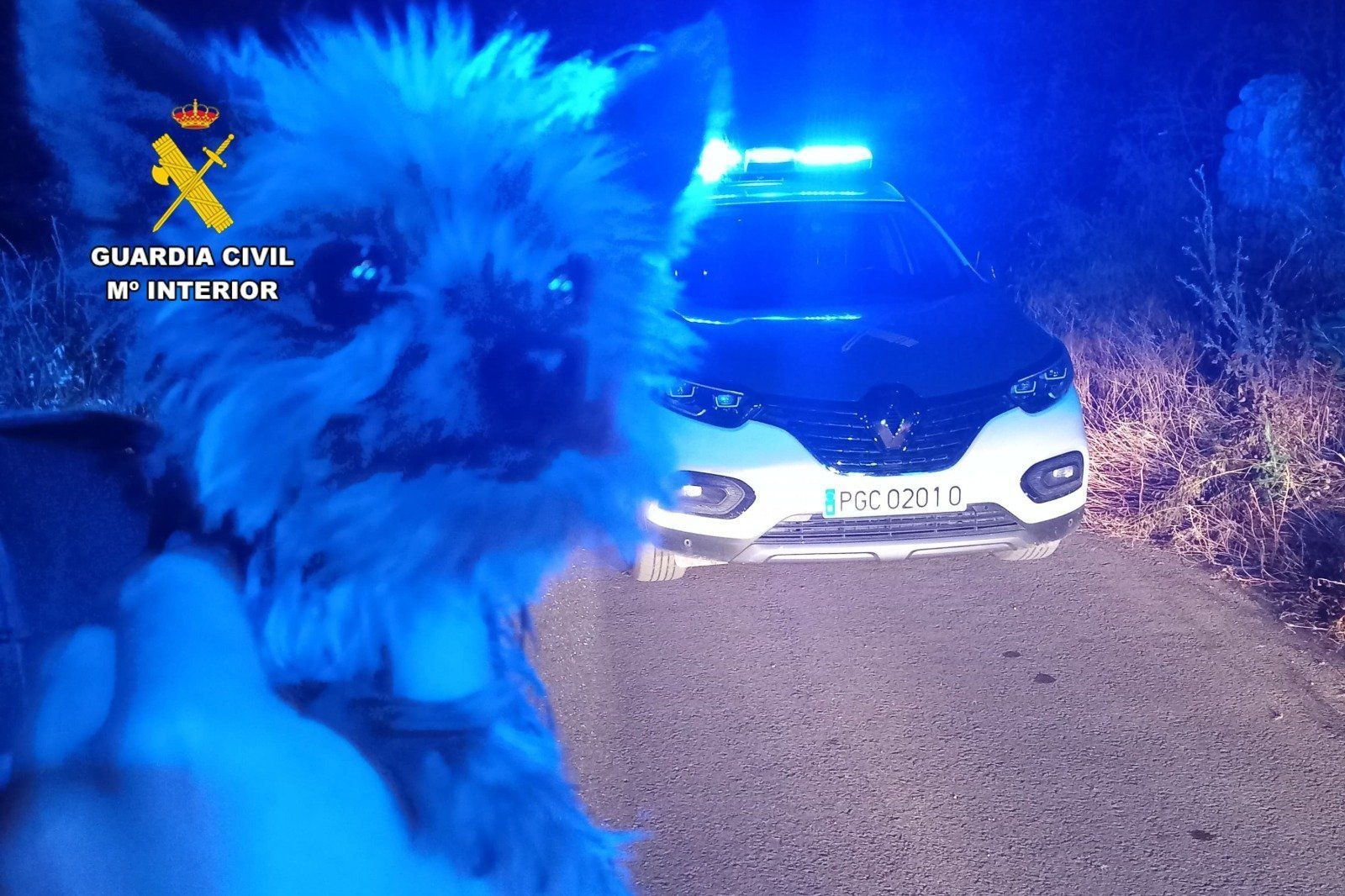 El yorkshire Lucas frente al vehículo de los agentes a los que alertó del accidente de su dueño.