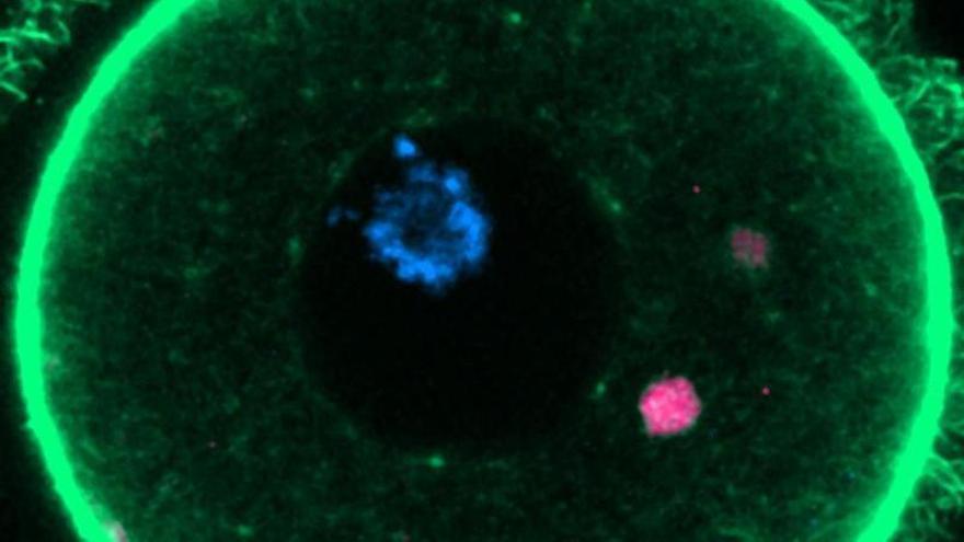 Elva en fluorescencia (magenta) en un óvulo de ratón.