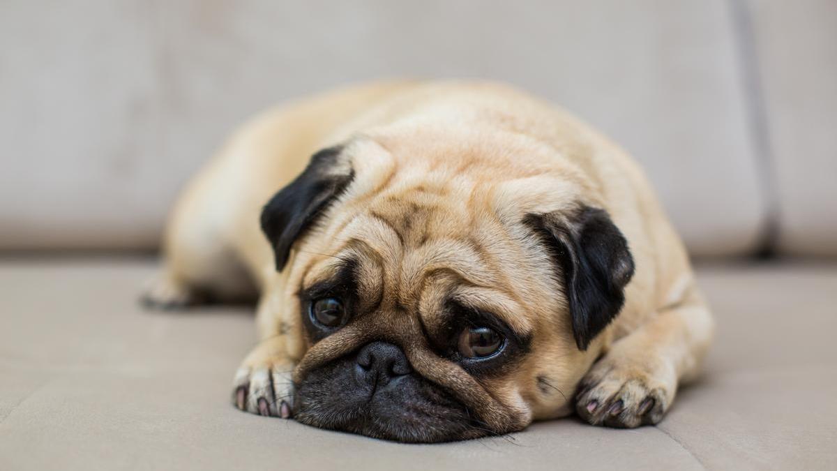 Perros que se sienten solos, aburridos o que no reciben suficiente estimulación pueden desarrollar comportamientos compulsivos como chuparse las patas.