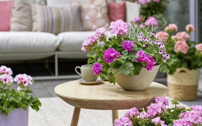 Terraza decorada con coloridas y vistosas flores.