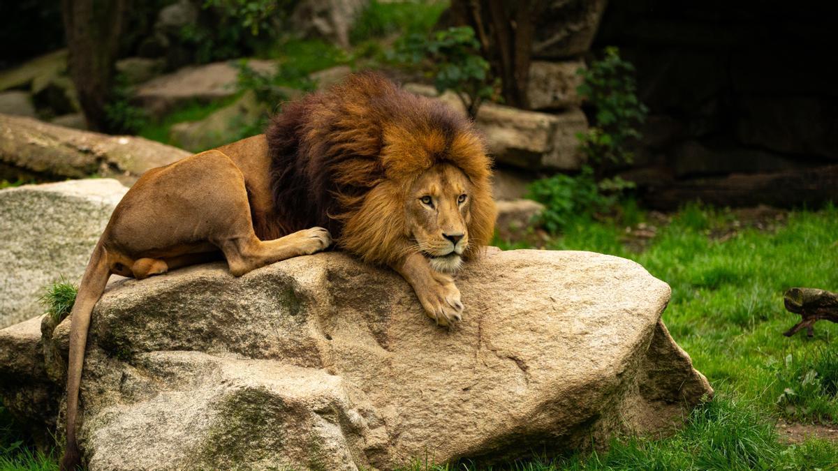 La ONG PETA cree que habría que reubicar a los leones en un santuario.