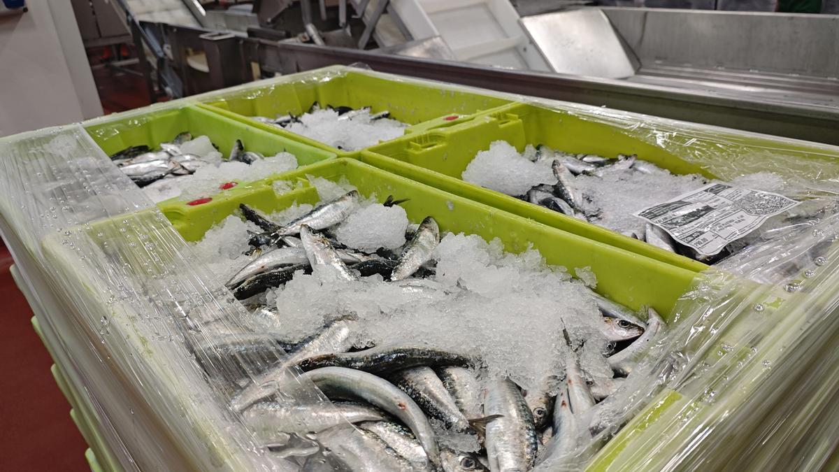 Una vez envasado se filetea y se transporta