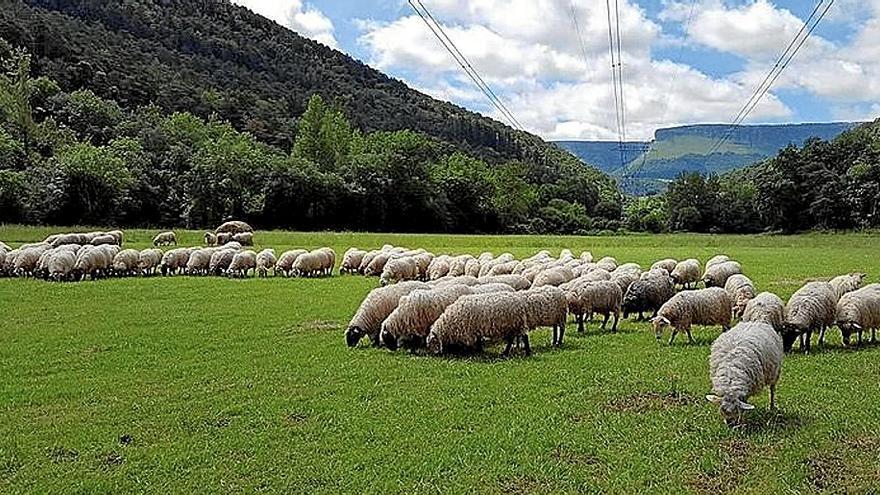 Ovejas pastando en los montes ayaleses.