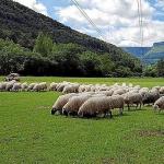 Ovejas pastando en los montes ayaleses.