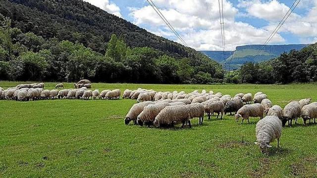 Ovejas pastando en los montes ayaleses.